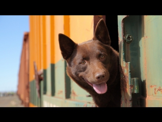 red dog (2011) - trailer in russian